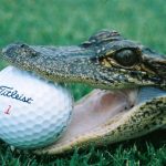 Gator with a golf ball