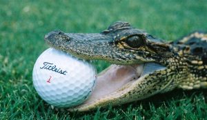 Alligator with a golf in mouth